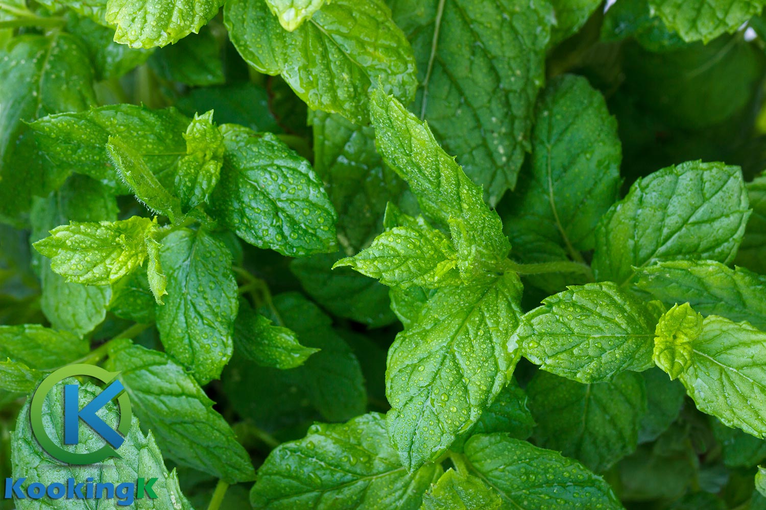5 Proven & Amazing Health Benefits Of Mint Leaves - https://www
